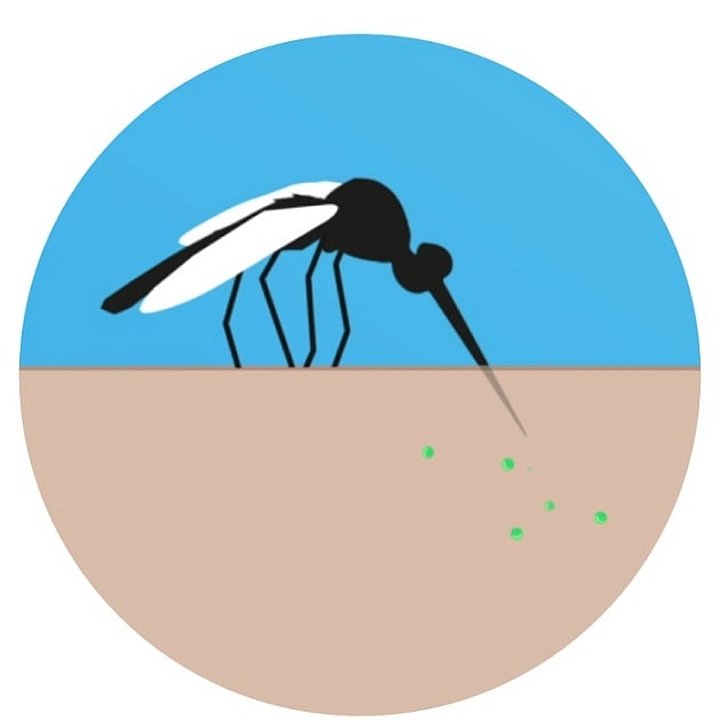 Illustration einer Mücke die gerade zusticht.