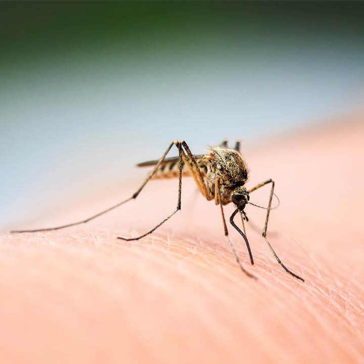 Eine Mückenstiche sitz auf einem Arm und sticht zu.