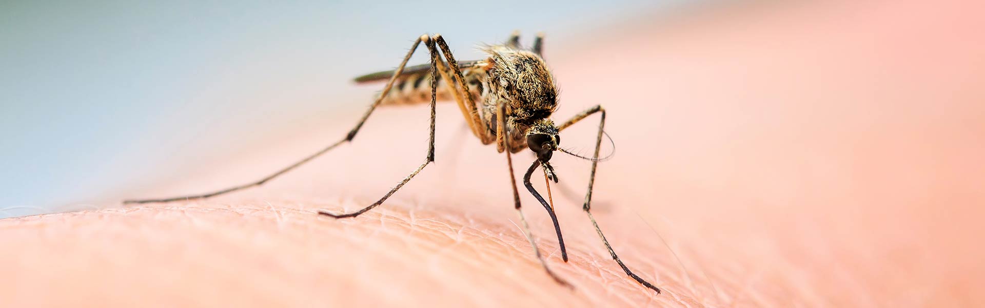 Eine Mückenstiche sitz auf einem Arm und sticht zu.